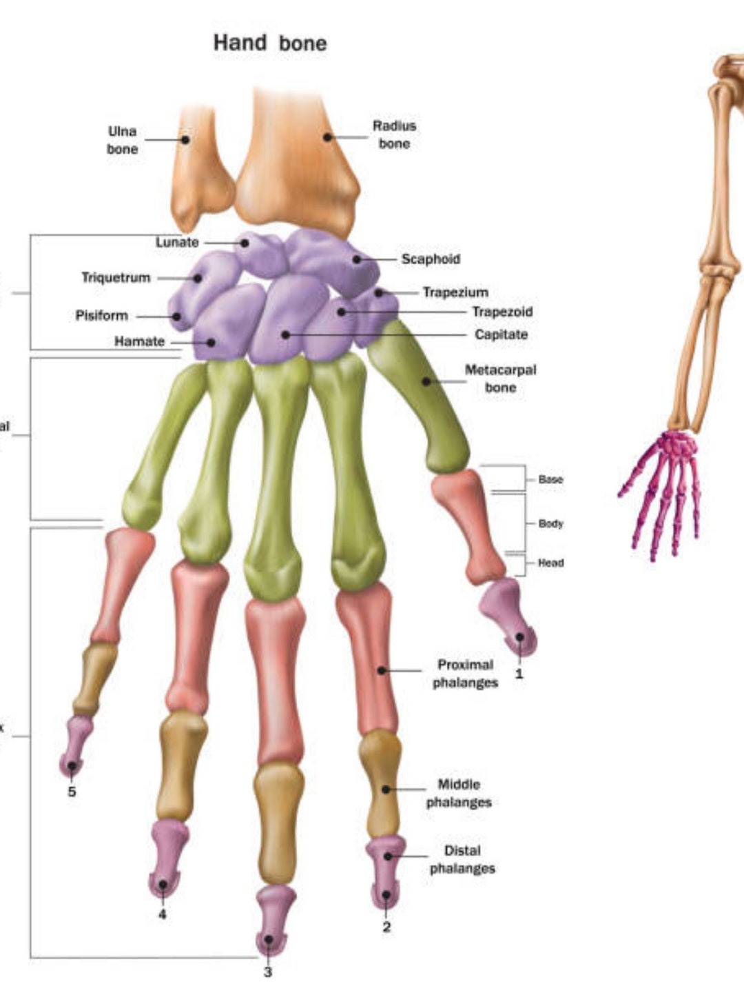 Hand Bone Diagram Color Chart Biology Diagrams