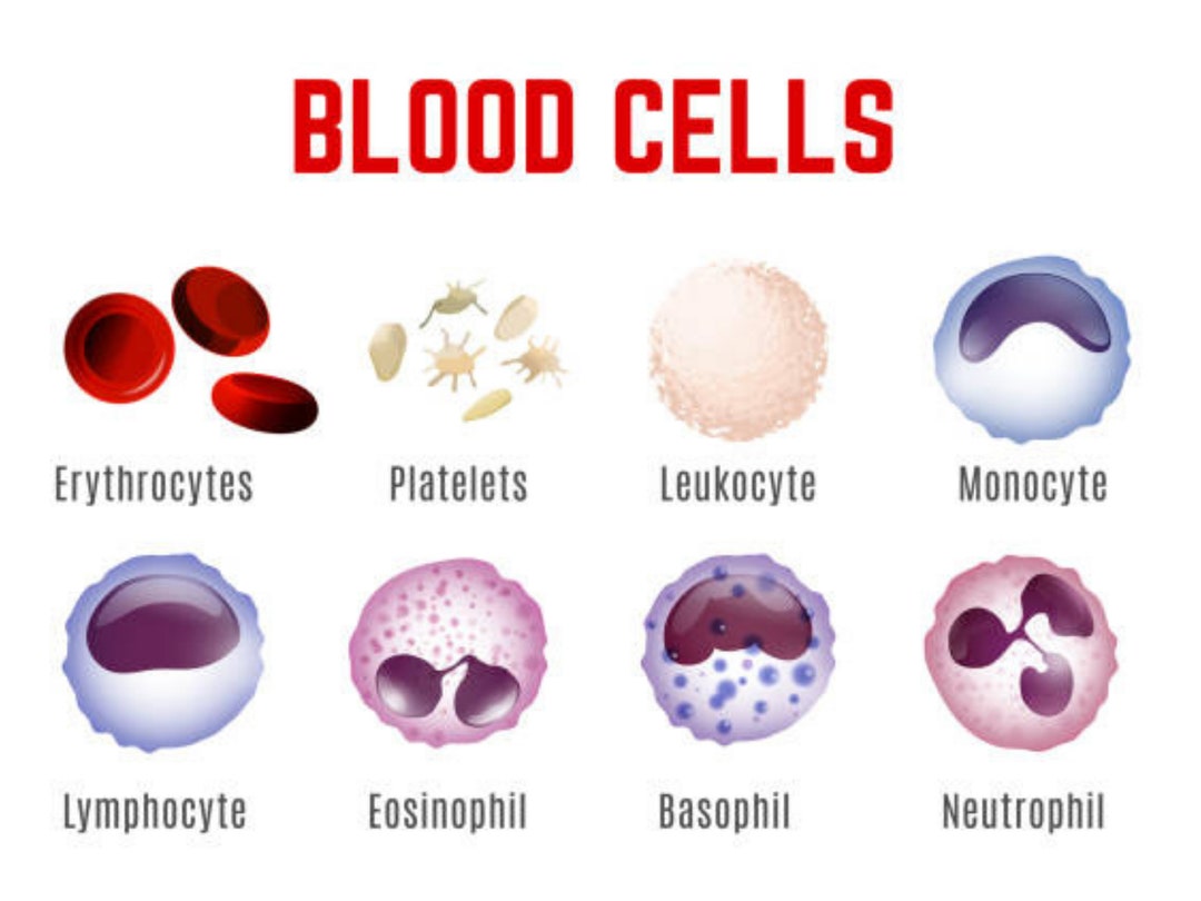 blood-cells-chart-etsy