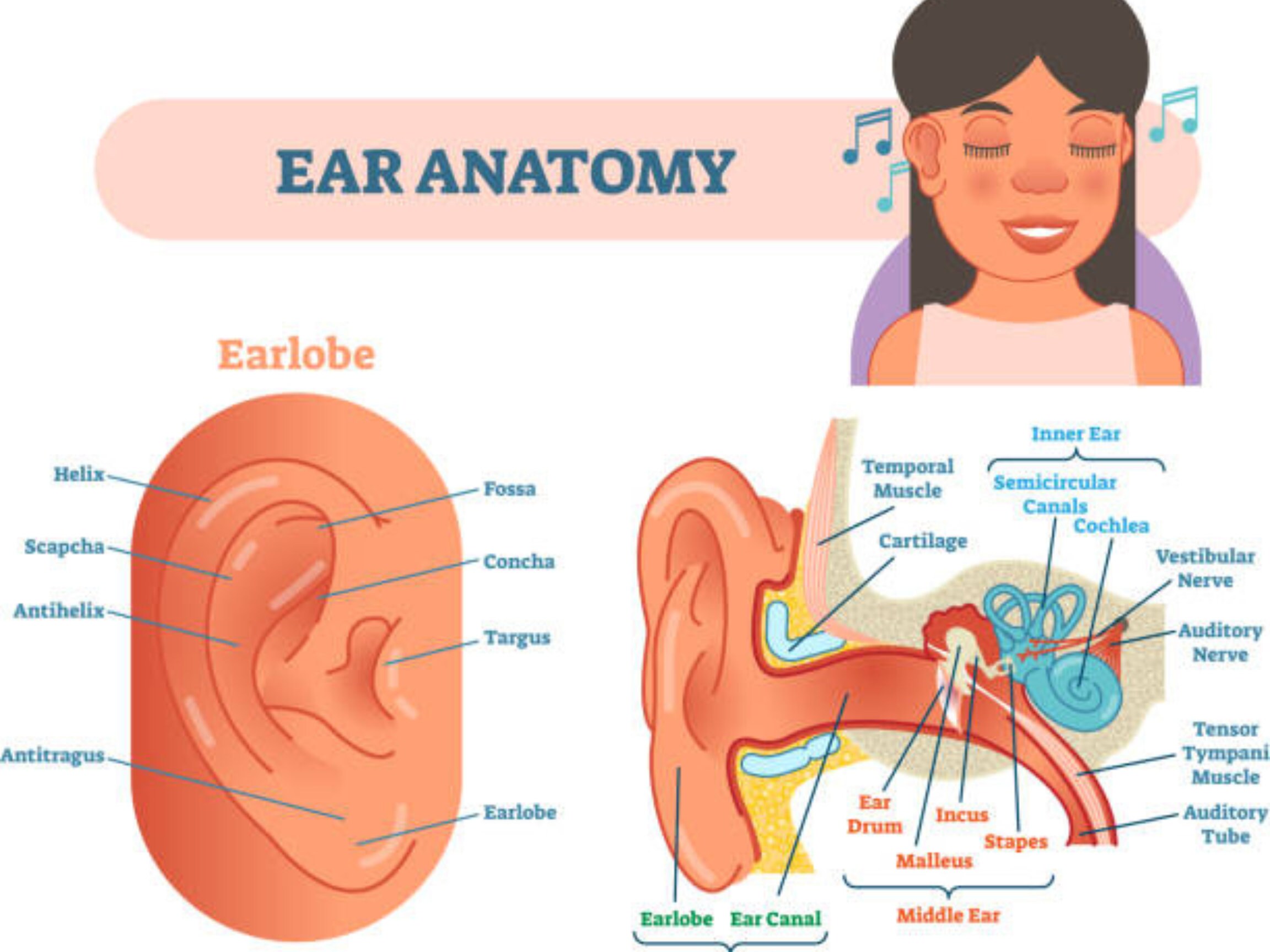 Ear Anatomy Chart Etsy