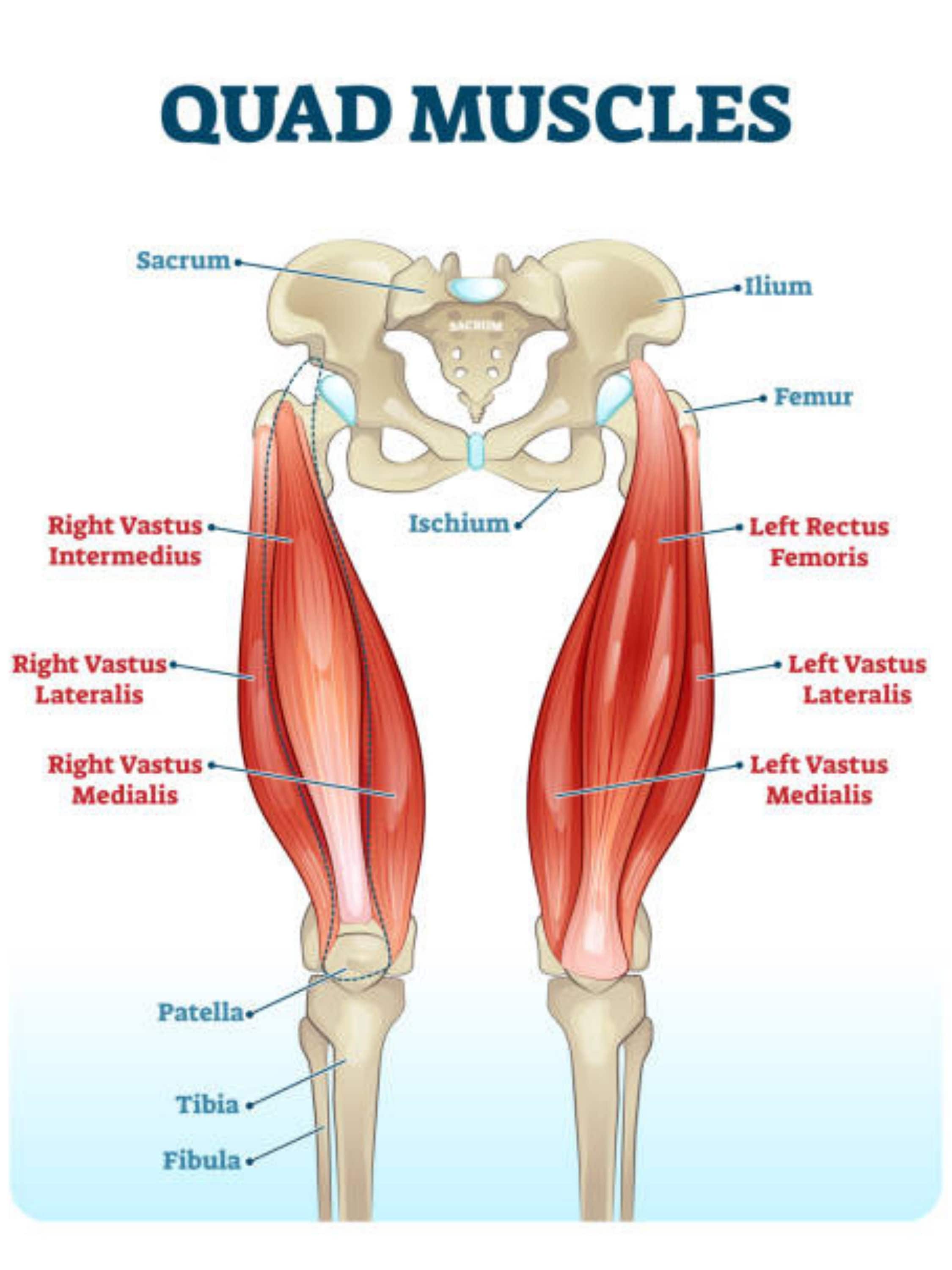 How Much Do Quad Muscles Weigh At Holly Standley Blog