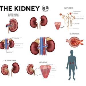May include: A diagram of the human kidney, showing the blood supply to the kidney, a cross section of the kidney, and a close-up of a nephron. The diagram also shows the location of the kidneys in the body.