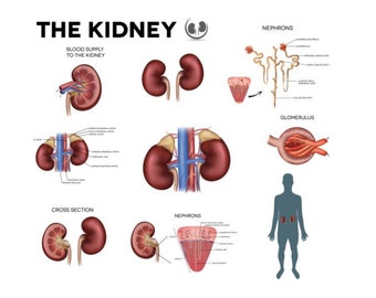 Kidney Function Chart