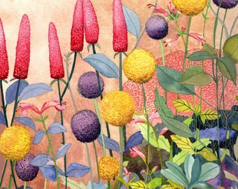 Billy Buttons Print, botaniczna sztuka ścienna