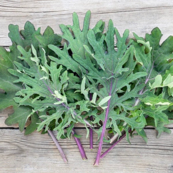 Ragged Jack- Red Russian kale seeds