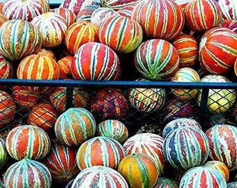 Semillas de melón Kajari