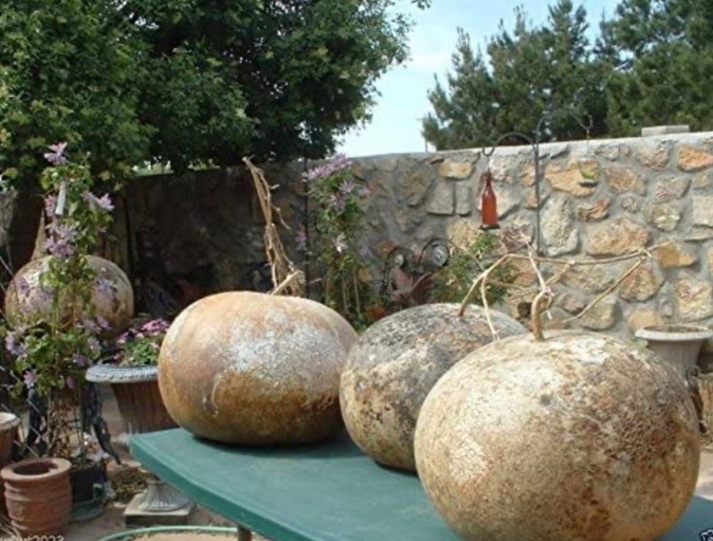 Giant Bushel Basket Gourd Seeds Etsy