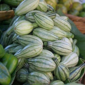 Semillas Pipian Criollo Salvadoreño- groen gestreepte cushaw-zaden