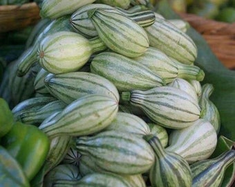 Semillas Pipian Criollo Salvadoreño- green striped cushaw seeds