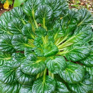 Puede incluir: Primer plano de un manojo de verduras de hoja verde, probablemente bok choy, creciendo en un jardín.