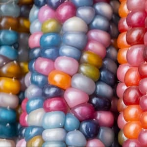 May include: Close-up of colourful corn kernels in shades of blue, pink, orange, yellow, and purple. The kernels are tightly packed together, creating a textured surface. The image highlights the natural beauty and variety of the corn.
