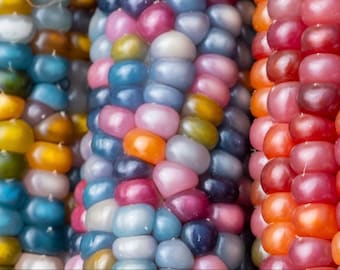 Glass gem corn seeds heirloom (non-gmo)