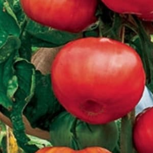 Könnte beinhalten: Nahaufnahme einer Rebe mit reifen roten Tomaten. Die Tomaten sind rund und glatt, mit einem glänzenden Finish.
