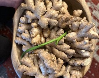 Ginger rhizomes- 10oz for planting-certified organic USDA-