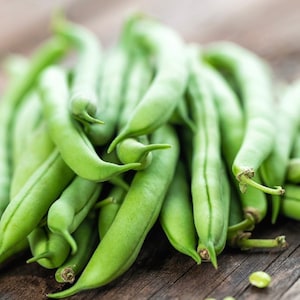 Blue lake bush bean seeds