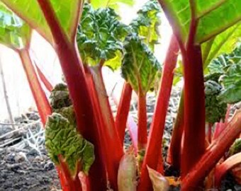 Victoria red heirloom rhubarb- 5 small crowns- bare root- sprouting