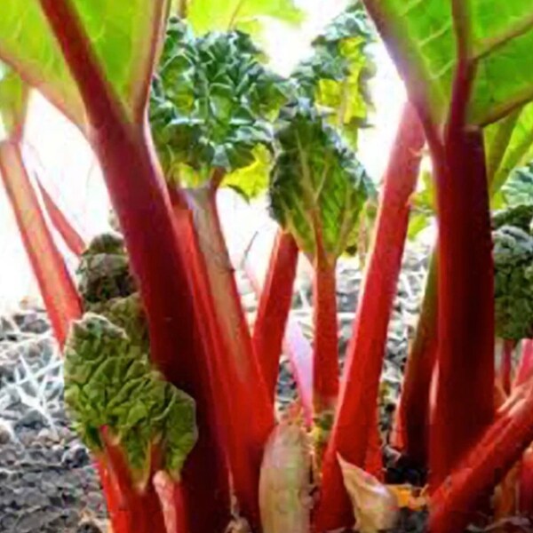 Victoria red heirloom rhubarb- 5 small crowns- bare root- sprouting