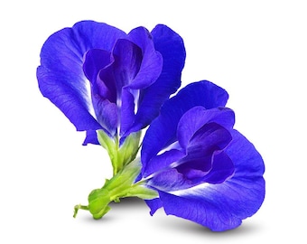 Thai double blue butterfly pea seeds