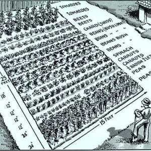 Vintage victory garden plan reprint