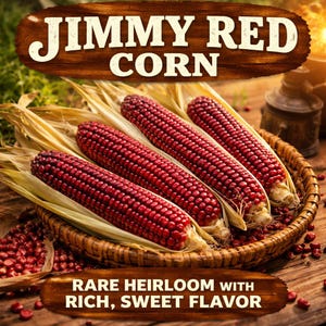 Puede incluir: Cuatro mazorcas de maíz Jimmy Red, una rara variedad de herencia, se exhiben en una cesta tejida. Los granos son de color rojo intenso, y las hojas son de color amarillo pálido. La imagen incluye el texto "Jimmy Red Corn" y "Rare Heirloom with Rich, Sweet Flavor."
