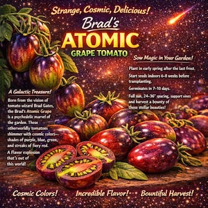 May include: An advertisement for Brad's Atomic Grape tomatoes. The image features whole and halved tomatoes with purple, blue, and red hues. Text includes "Strange, Cosmic, Delicious!" and "Sow Magic in Your Garden!"