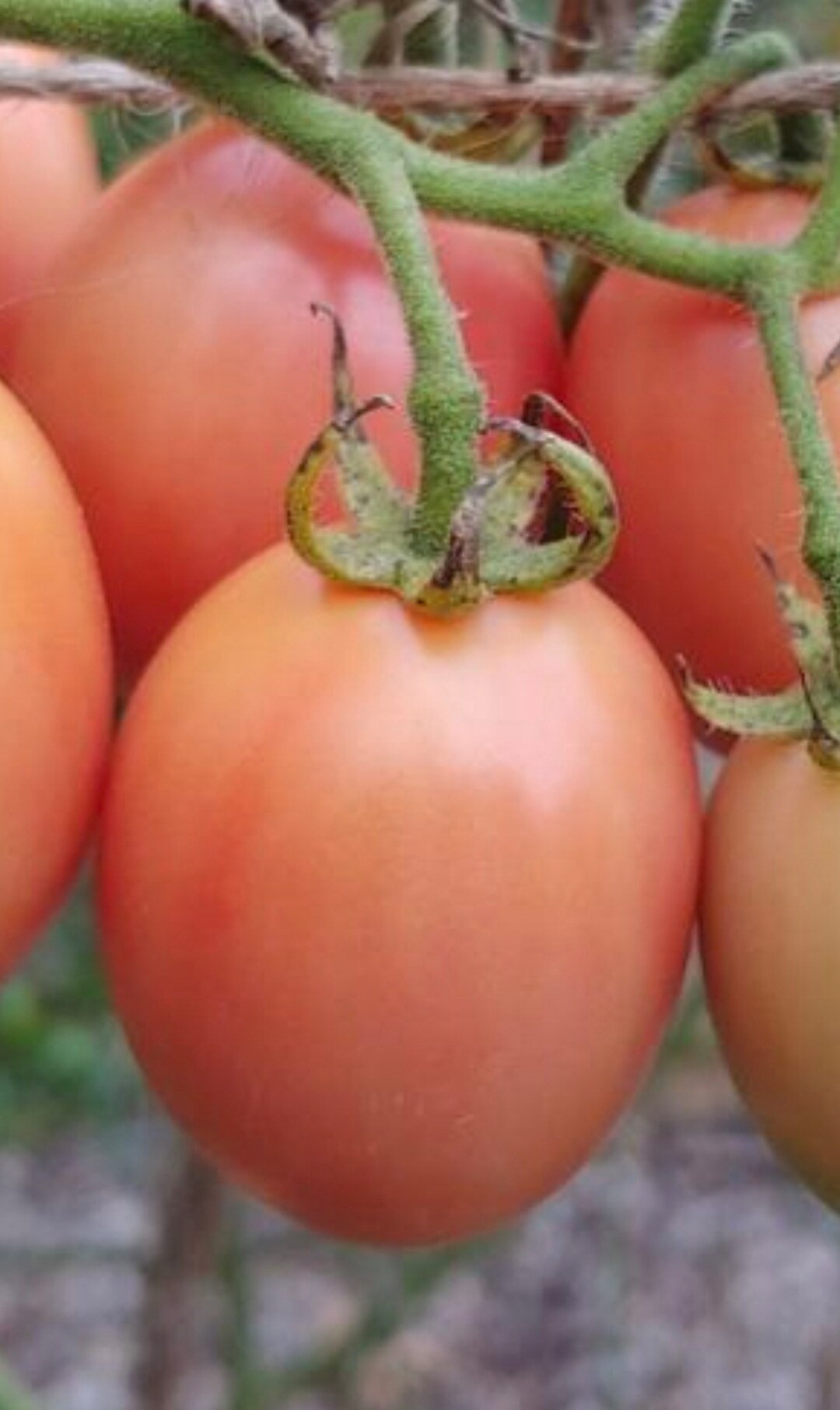 Ei Von Phuket Tomato Seeds “thai Pink Egg Tomato From Phuket” Heirloom Seeds Etsy