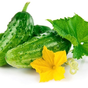 Boston pickling cucumber seeds