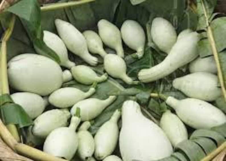 Nicaraguan Pipian Summer Squash white Cushaw Seeds Semillas Etsy