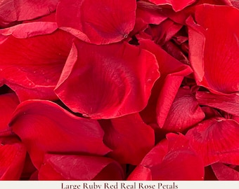 1 Litre Ruby Red Rose Petal Wedding Confetti - Real Biodegradable Large Rose Petals - Flower Girl Basket Petals - Wedding Aisle Decoration
