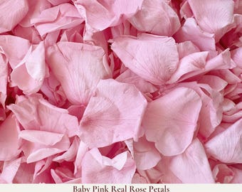 1 Litre Biodegradable Wedding Confetti - Large Pale Pink Real Rose Petals - Dried Flower Confetti - Flower Girl Basket Wedding Aisle Flowers
