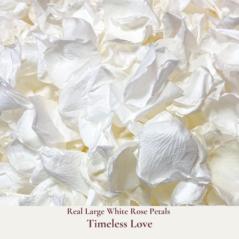 Timeless Love is our luxurious white large real rose petals for that prefect wedding aisle flower girl basket toss or for an elegant confetti photo shot of the Bride and Groom ceremony exit. Adorn your aisle with beauty and elegance for that special entrance. Our bulk dried flower wedding confetti made from biodegradable eco friendly and sustainable all natural flower petals. Comes packed in re-sealable moisture proof 1 litre or 5 litre pouches depending upon your order quantity.