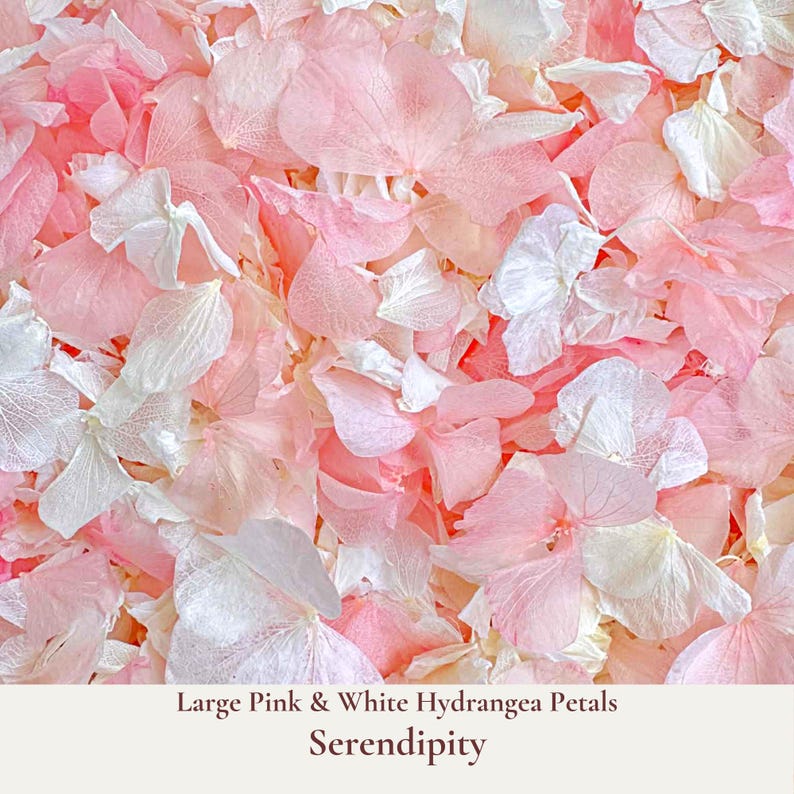 Serendipity is our luxurious pale pink and white large hydrangea petals Ideal for your Flower Girl to adorn your wedding aisle or for your guests to toss during your ceremony exit. Floats like snow gently falling as blessings of love upon the newly-weds. Eco-friendly and biodegradable, our hydrangea confetti ensures a beautiful, guilt-free celebration that respects nature. Our bulk dried flower wedding confetti made from biodegradable eco friendly and sustainable all natural flower petals.