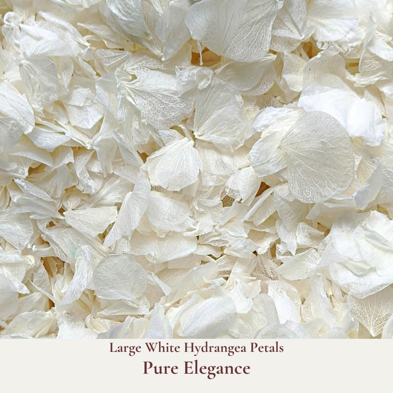 Pure Elegance is our luxurious white large leaf hydrangea petals ideal for your Flower Girl to adorn your wedding aisle or for elegant confetti photo shot of the Bride and Groom during ceremony exit.  Floats like snow gently falling as blessings of love upon the newly-weds. Add a touch of elegance and romance to your special day with our bright white hydrangea petals. These pristine white petals will add a sophisticated flair to any wedding theme.