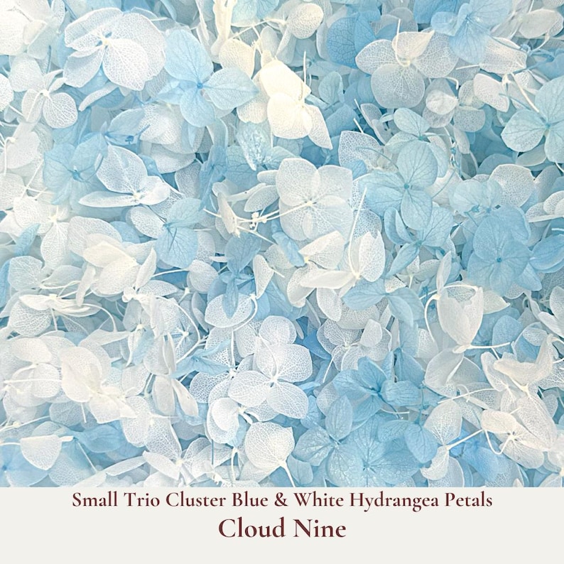 Cloud Nine is our elegant small cornflower blue and white dainty trio clusters of hydrangea petal wedding confetti. These small cluster hydrangea confetti petals will shower the Bride and Groom like dainty little butterflies. Ideal for scattering during your ceremony exit, decorating reception tables, or filling confetti cones, these pristine white petals add a sophisticated flair to any wedding theme. Our wedding confetti is a delicate beautifully floating high-quality hydrangea petal.