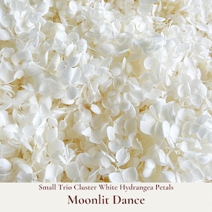 Moonlit Dance is our bright white small trio cluster hydrangea petals for that prefect luxurious wedding confetti photo shot of the Bride and Groom ceremony exit.  Floats like snow gently falling as blessings of love upon the newly-weds. Our bulk dried flower wedding confetti made from biodegradable eco friendly and sustainable all natural flower petals. Comes packed in re-sealable moisture proof 1 litre or 5 litre pouches depending upon your order quantity. Fast order delivery worldwide.