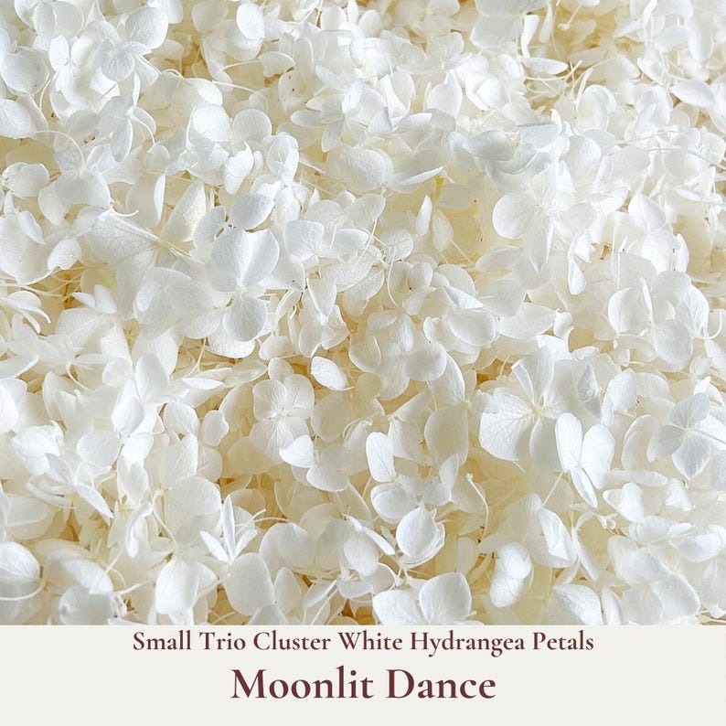 Moonlit Dance is our bright white small trio cluster hydrangea petals for that prefect luxurious wedding confetti photo shot of the Bride and Groom ceremony exit.  Floats like snow gently falling as blessings of love upon the newly-weds. Our bulk dried flower wedding confetti made from biodegradable eco friendly and sustainable all natural flower petals. Comes packed in re-sealable moisture proof 1 litre or 5 litre pouches depending upon your order quantity. Fast order delivery worldwide.