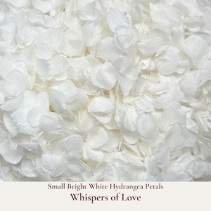 Whispers of Love is our premium small bright white hydrangea petal wedding confetti. Ideal for tossing during your ceremony exit or filling confetti cones, these pristine white petals add a touch of elegance and romance to your special day. Eco-friendly and biodegradable, our hydrangea confetti ensure a beautiful, guilt-free celebration that respects nature. Our wedding confetti is a delicate beautifully floating high-quality hydrangea petals, perfect for creating a dreamy photogenic atmosphere.