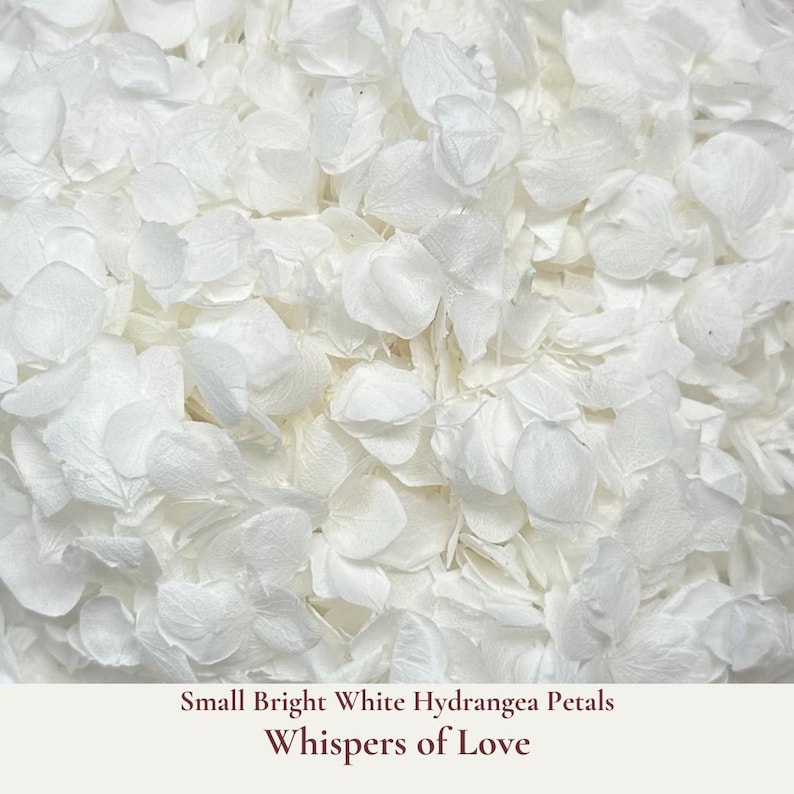 Whispers of Love is our premium small bright white hydrangea petal wedding confetti. Ideal for tossing during your ceremony exit or filling confetti cones, these pristine white petals add a touch of elegance and romance to your special day. Eco-friendly and biodegradable, our hydrangea confetti ensure a beautiful, guilt-free celebration that respects nature. Our wedding confetti is a delicate beautifully floating high-quality hydrangea petals, perfect for creating a dreamy photogenic atmosphere.