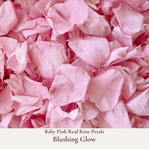 Blushing Glow is our luxurious large pale pink real rose petals ideal for your Flower Girl to adorn your wedding aisle or for your guests to toss during your ceremony exit. Adorn your aisle with beauty and elegance for that special entrance. Our wedding aisle petals are soft and supple, high-quality preserved rose petals perfect for creating a dreamy photogenic atmosphere. Our bulk dried flower wedding confetti made from biodegradable eco friendly and sustainable all natural flower petals.