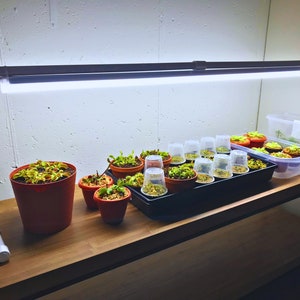 T5 grow lights for sale deals