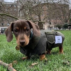 Dachshund wax coat Clearance