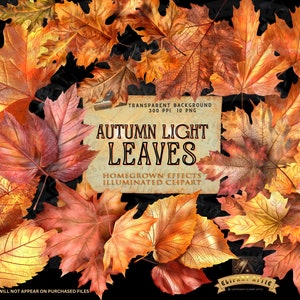Autumn Leaves PNG - Lightly Illuminated Autumn Clipart - Digital Download for Commercial Print Use - Fall Clipart - Autumn Magic Clip Art