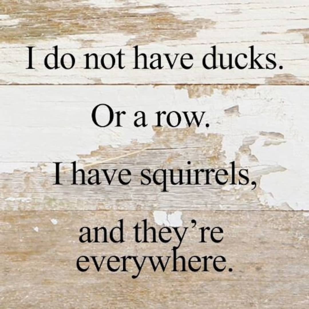 I Do Not Have Ducks. or a Row. I Have Squirrels, and They're Everywhere