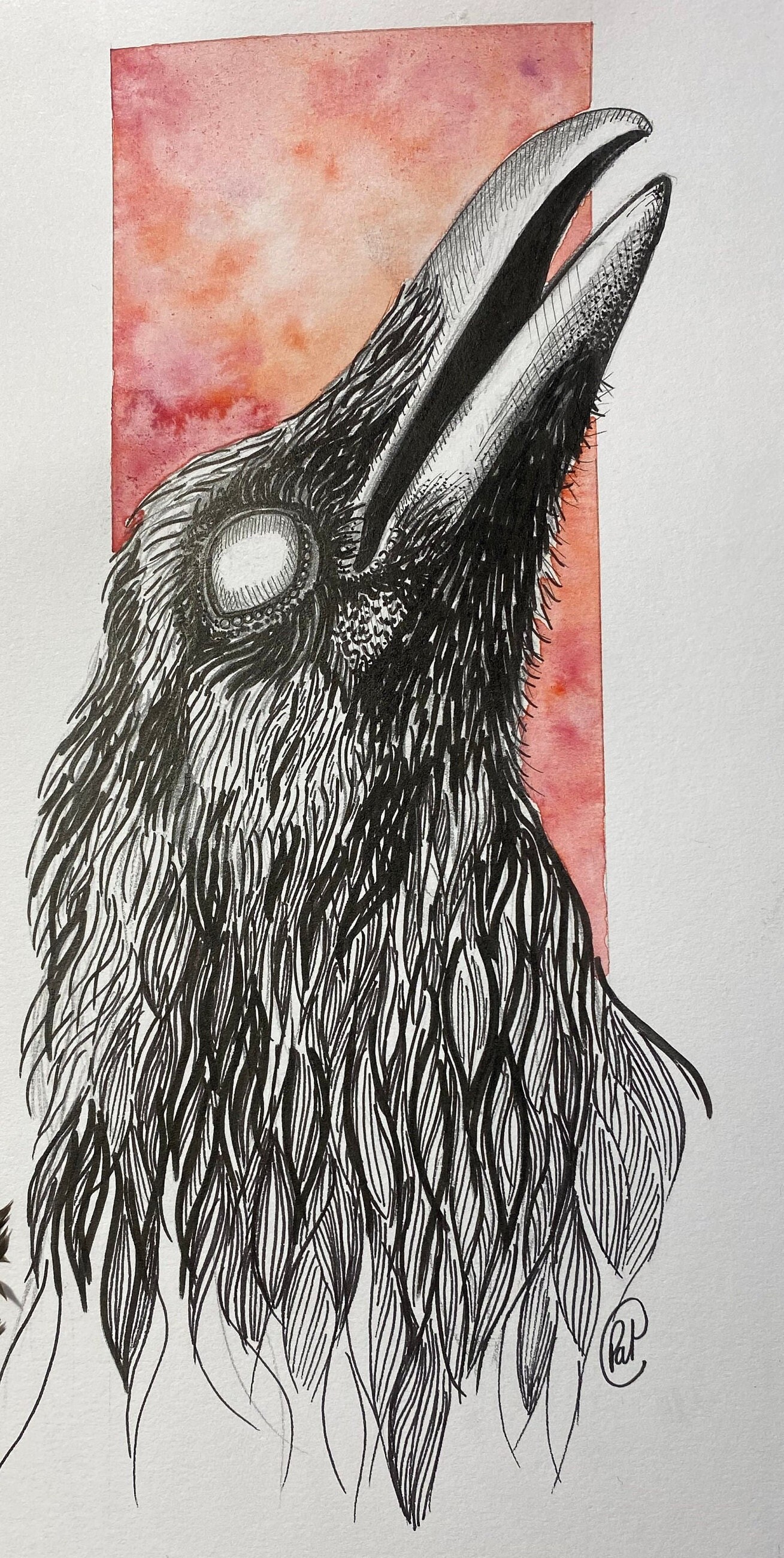 Illustration Corbeau