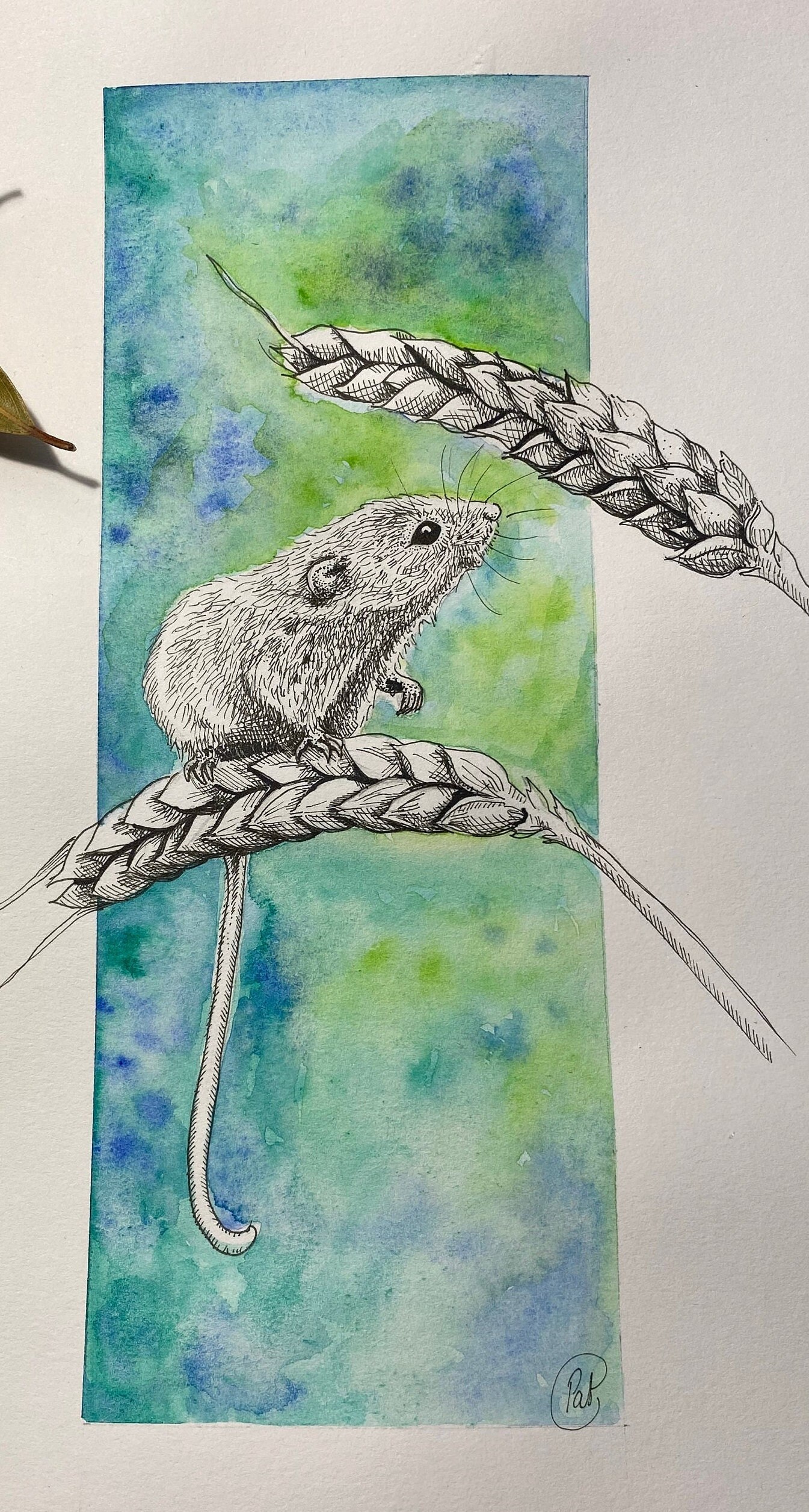 Illustration Souris Des Champs