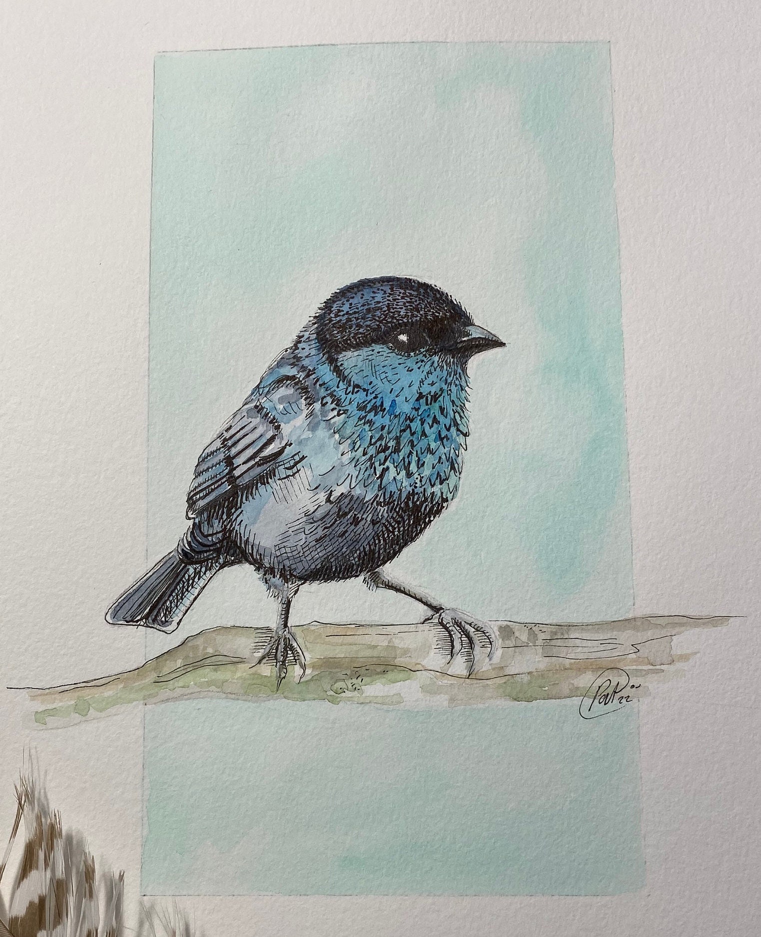 Illustration Petit Oiseau Bleu