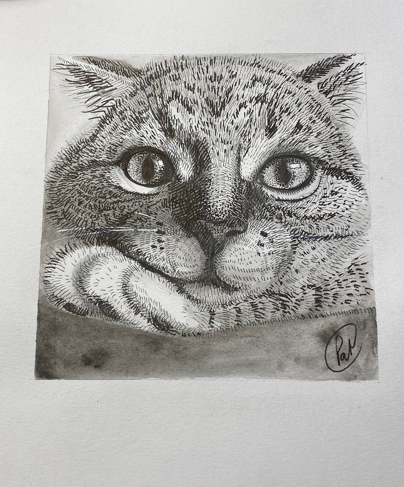 Illustration Chat Serein