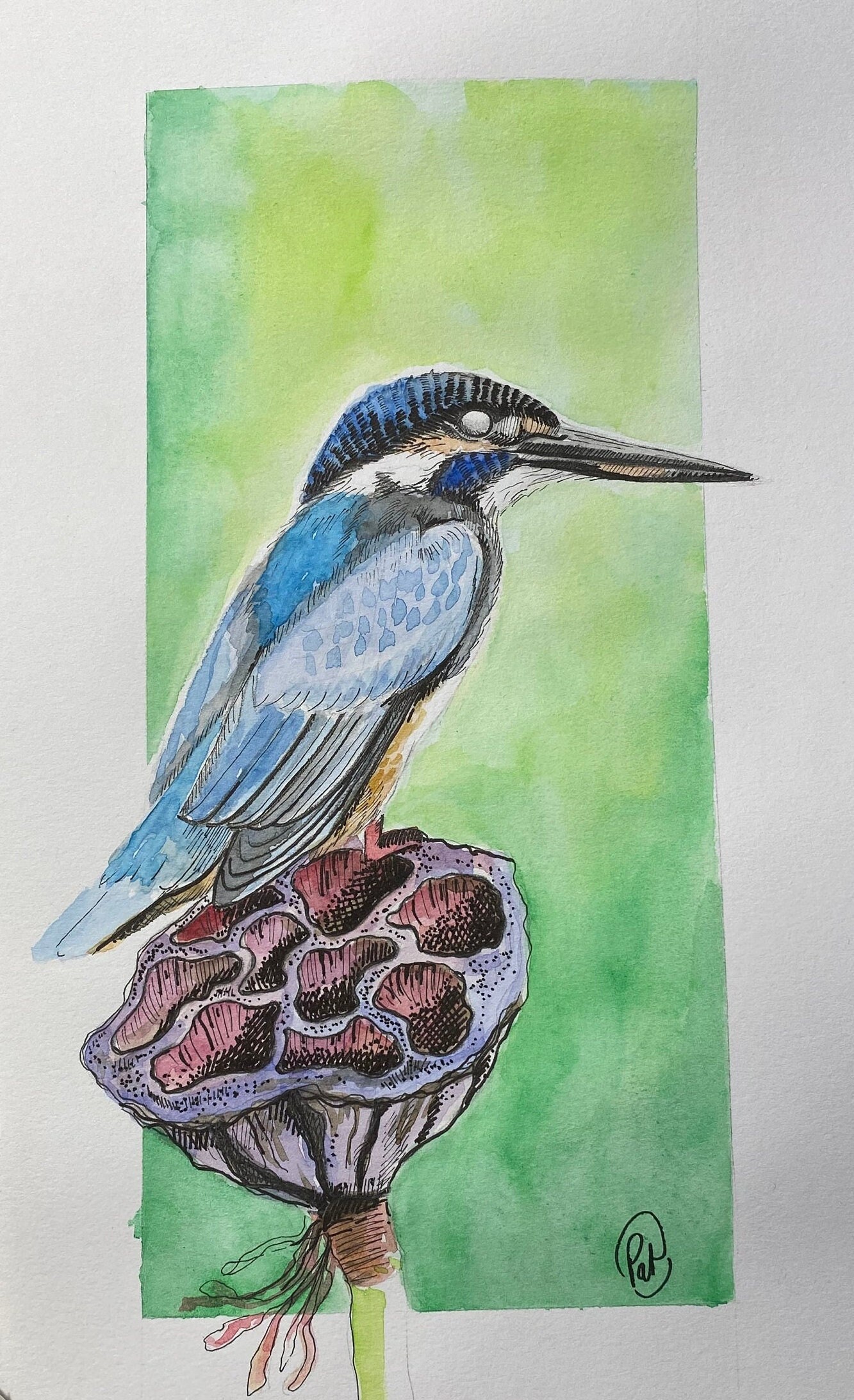 Illustration Oiseau Martin-Pêcheur