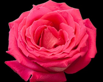 Puede incluir: Primer plano de una rosa rosa vibrante y completamente florecida sobre un fondo negro. Los pétalos están densamente dispuestos, creando una textura detallada. El color es un rosa rico y saturado, con sutiles variaciones de tono.