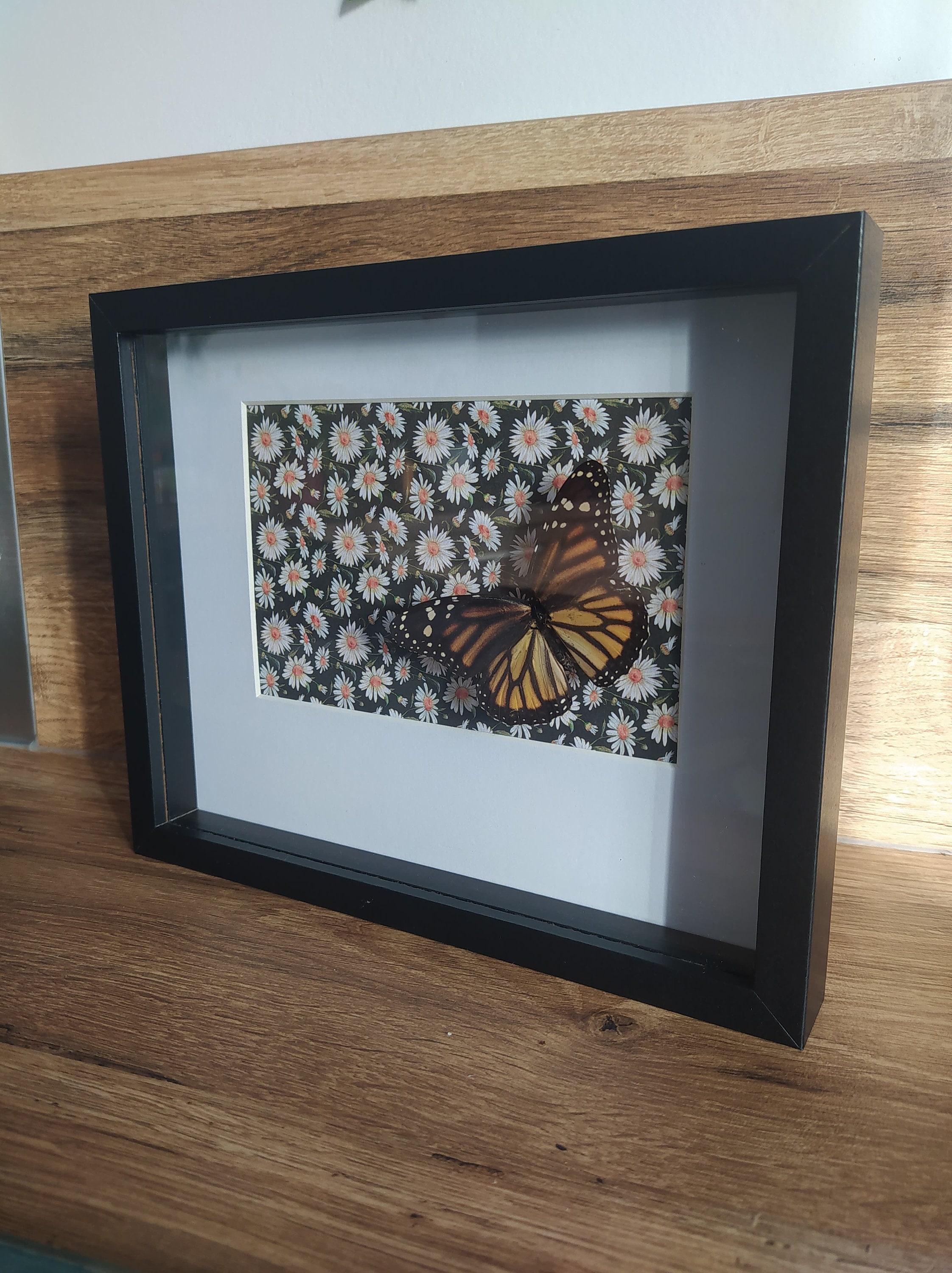 Cadre Entomologique avec Véritable Papillon Monarque