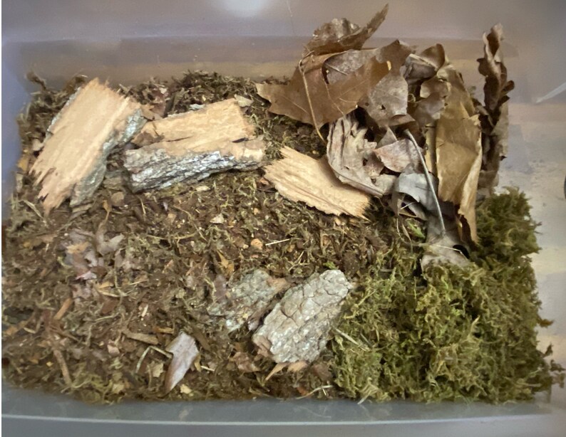 6 Pc Bioactive Terrarium Isopod Starter Kit Bioactive Etsy
